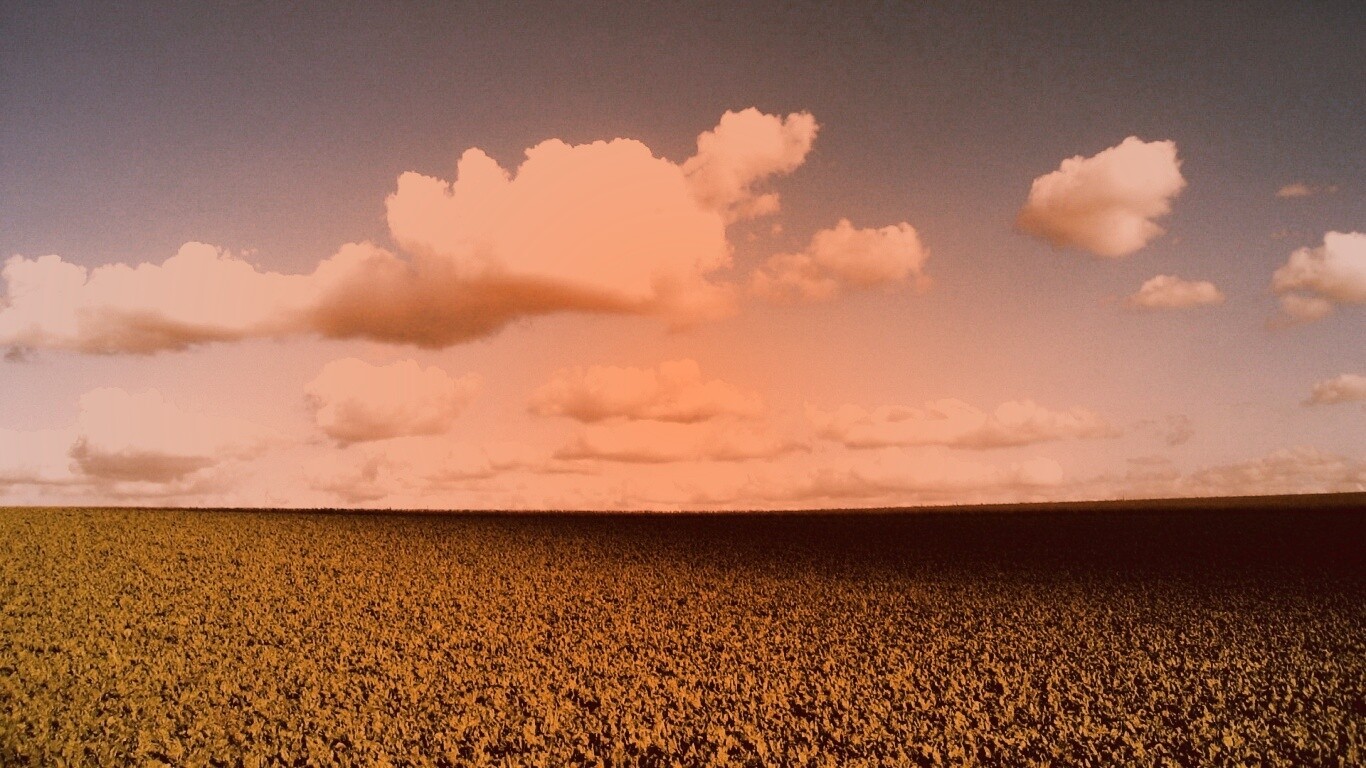Обака над бескрайними полями обои
