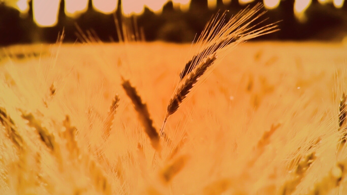 Пшеничное поле обои