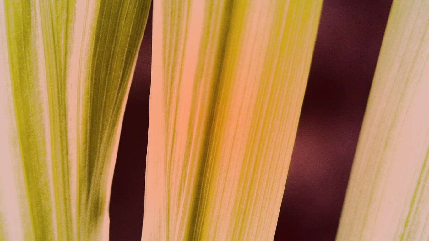 Салатоввые травинки обои