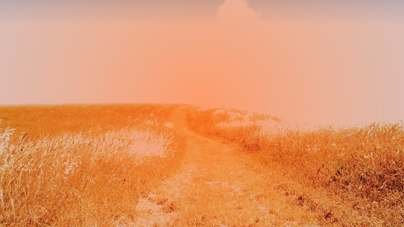 Золоте поле обои