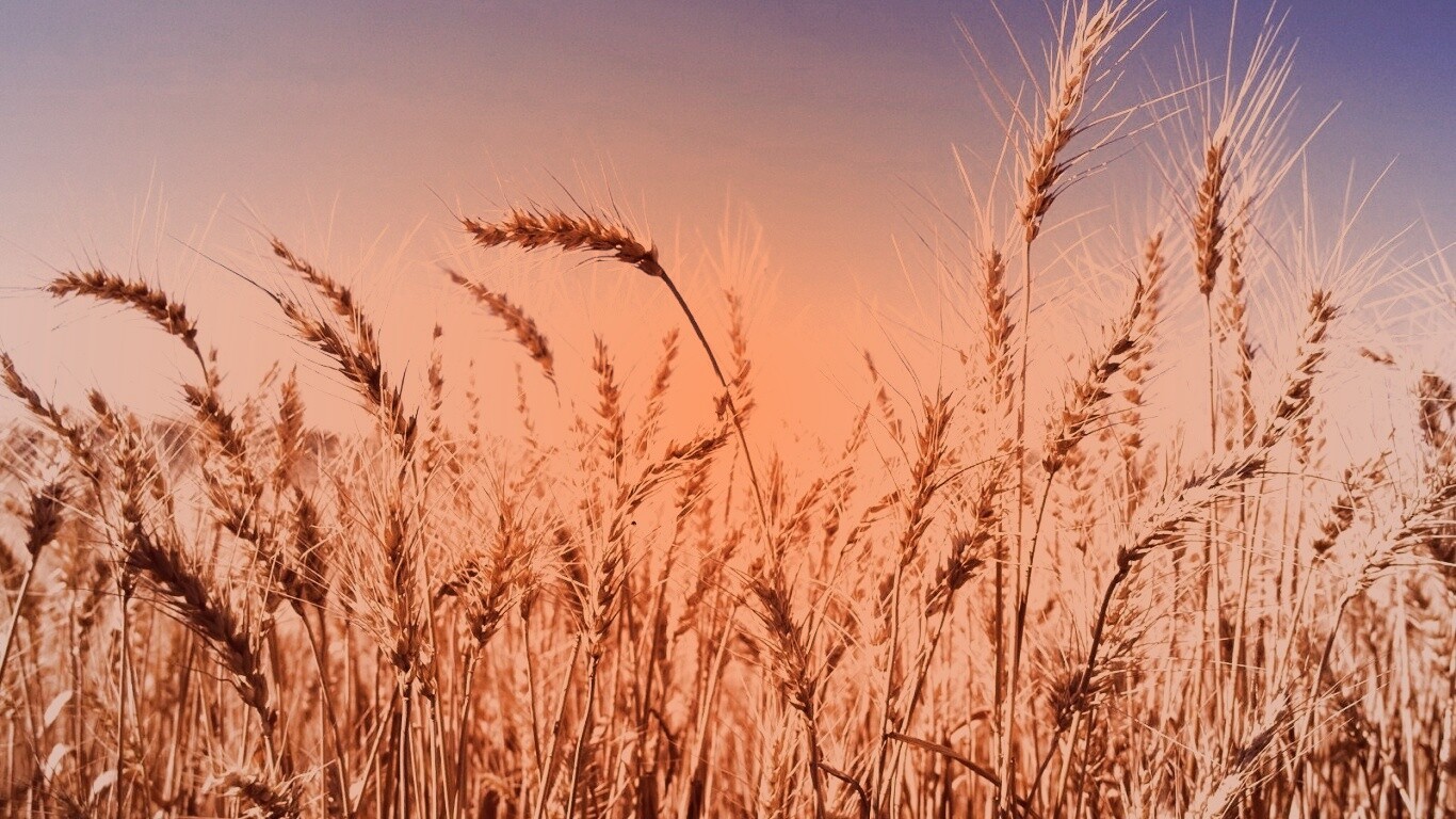 Пшеничные колосья обои