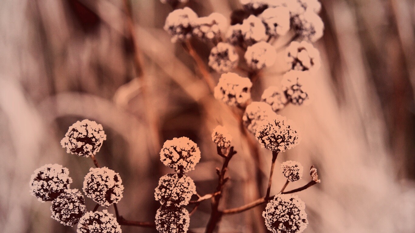 Иний на растении обои