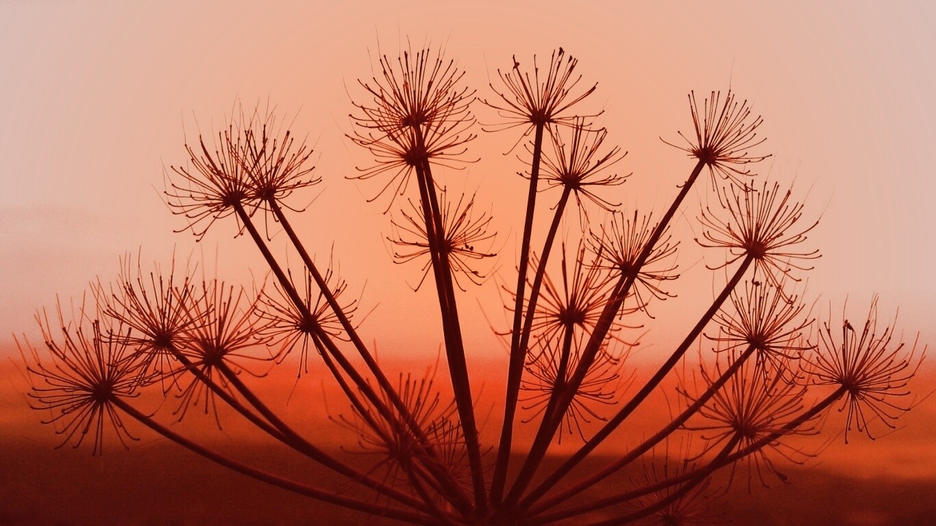 Зонтичное соцветие обои