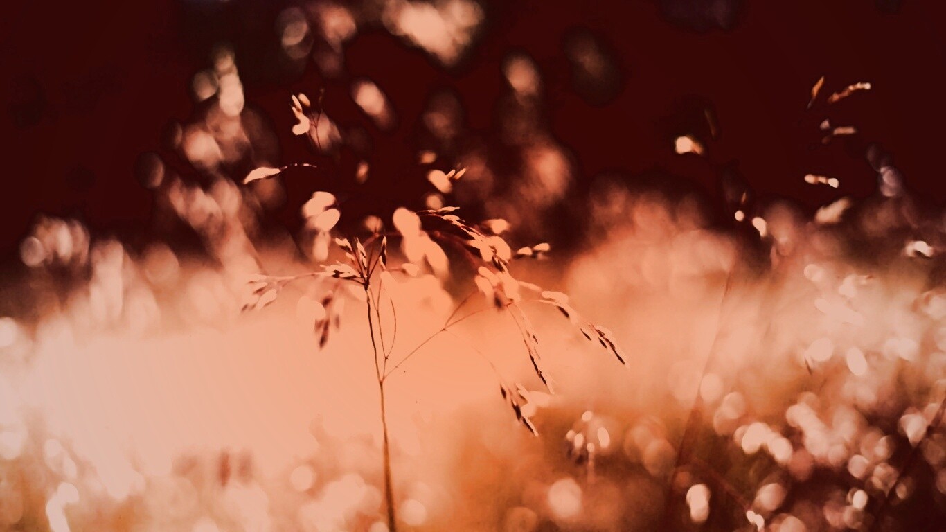 Трава на солнце обои