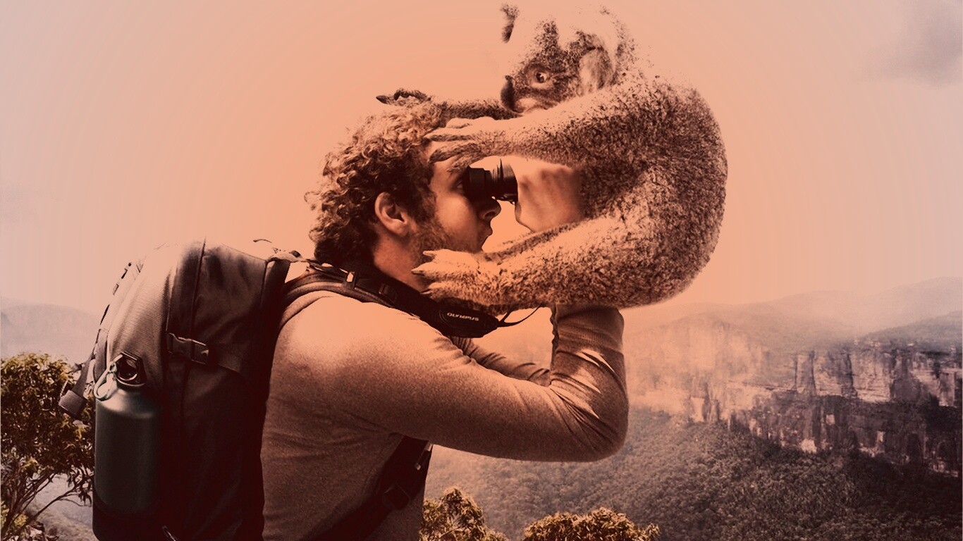 Коала ближе чем кажется обои