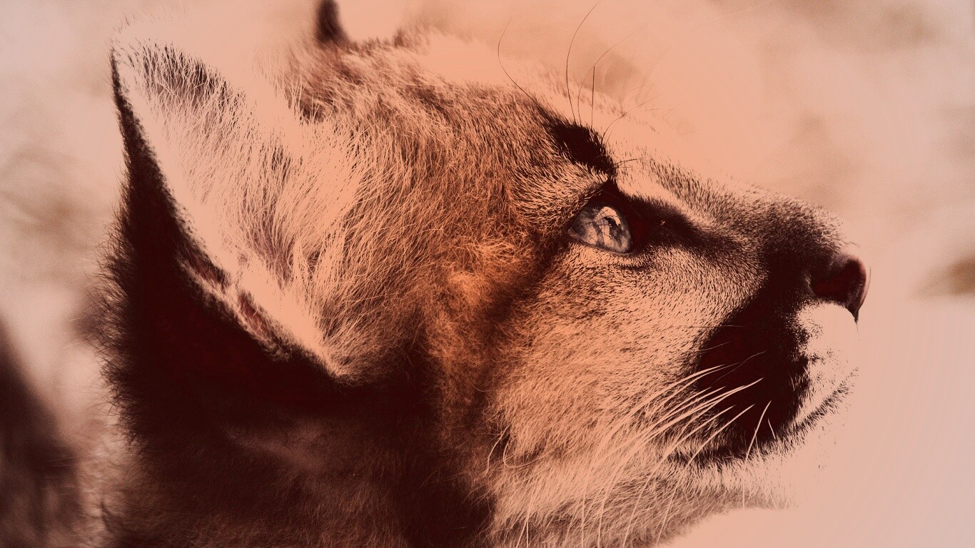 Оцелот смотрит вдаль обои