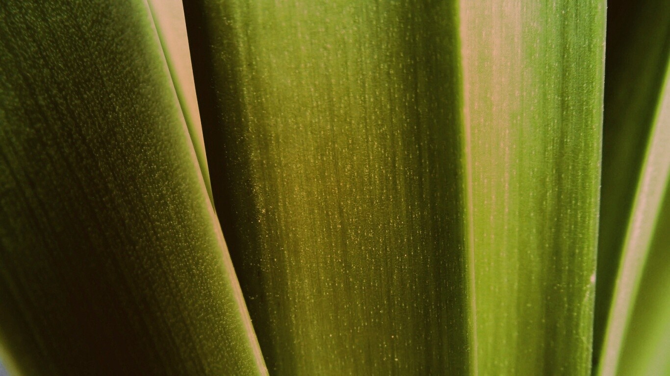 Сочная травинка обои