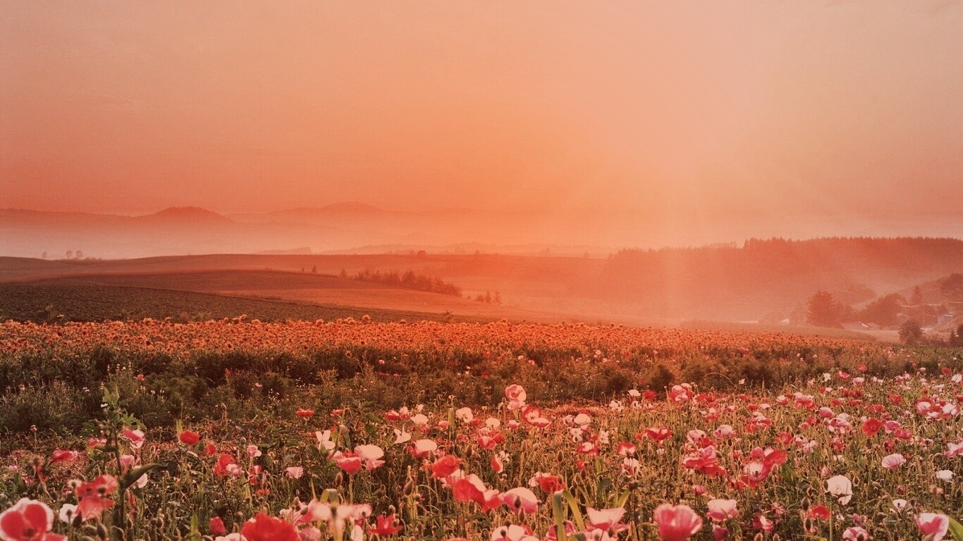 Цветущие поля обои