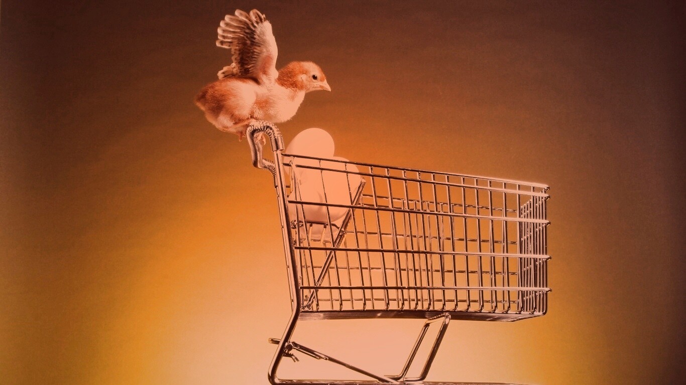 Цыплёнок покупает яйца обои