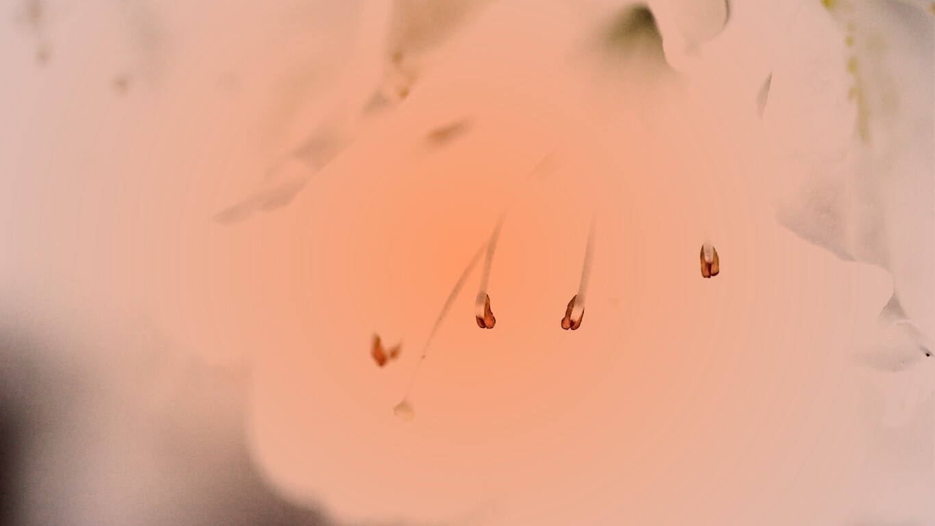 Цветок орхидеи обои