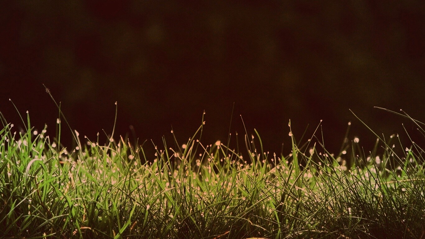Трава после дождя обои