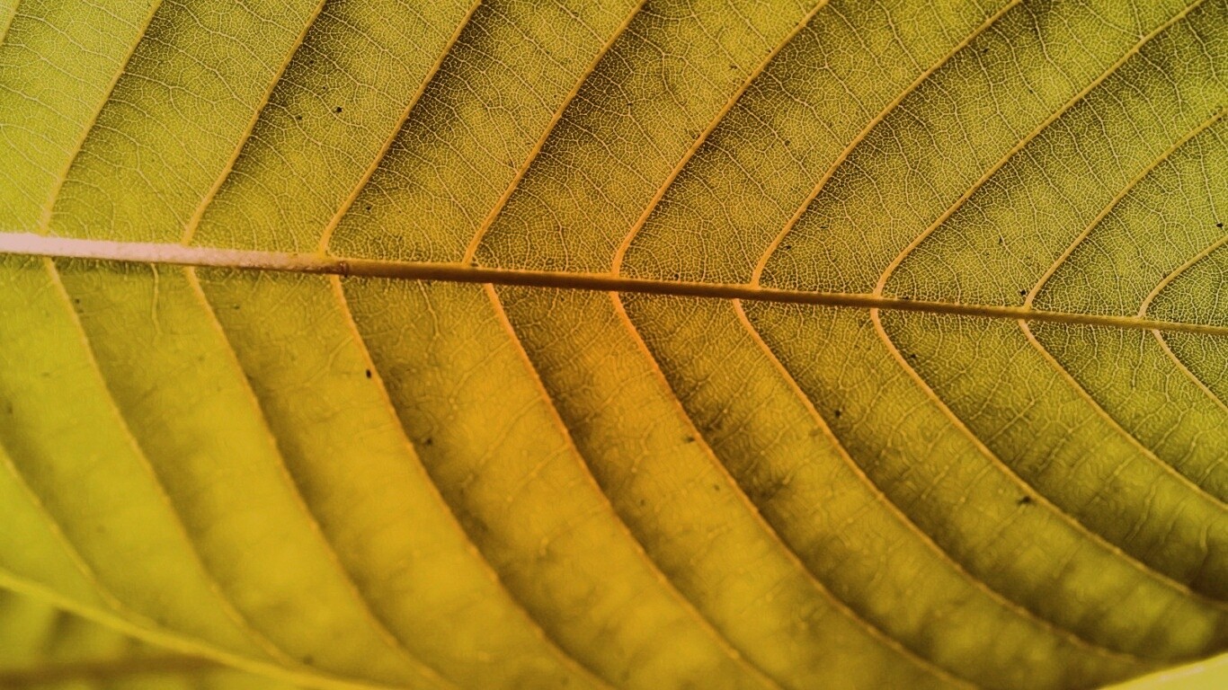 Листик обои