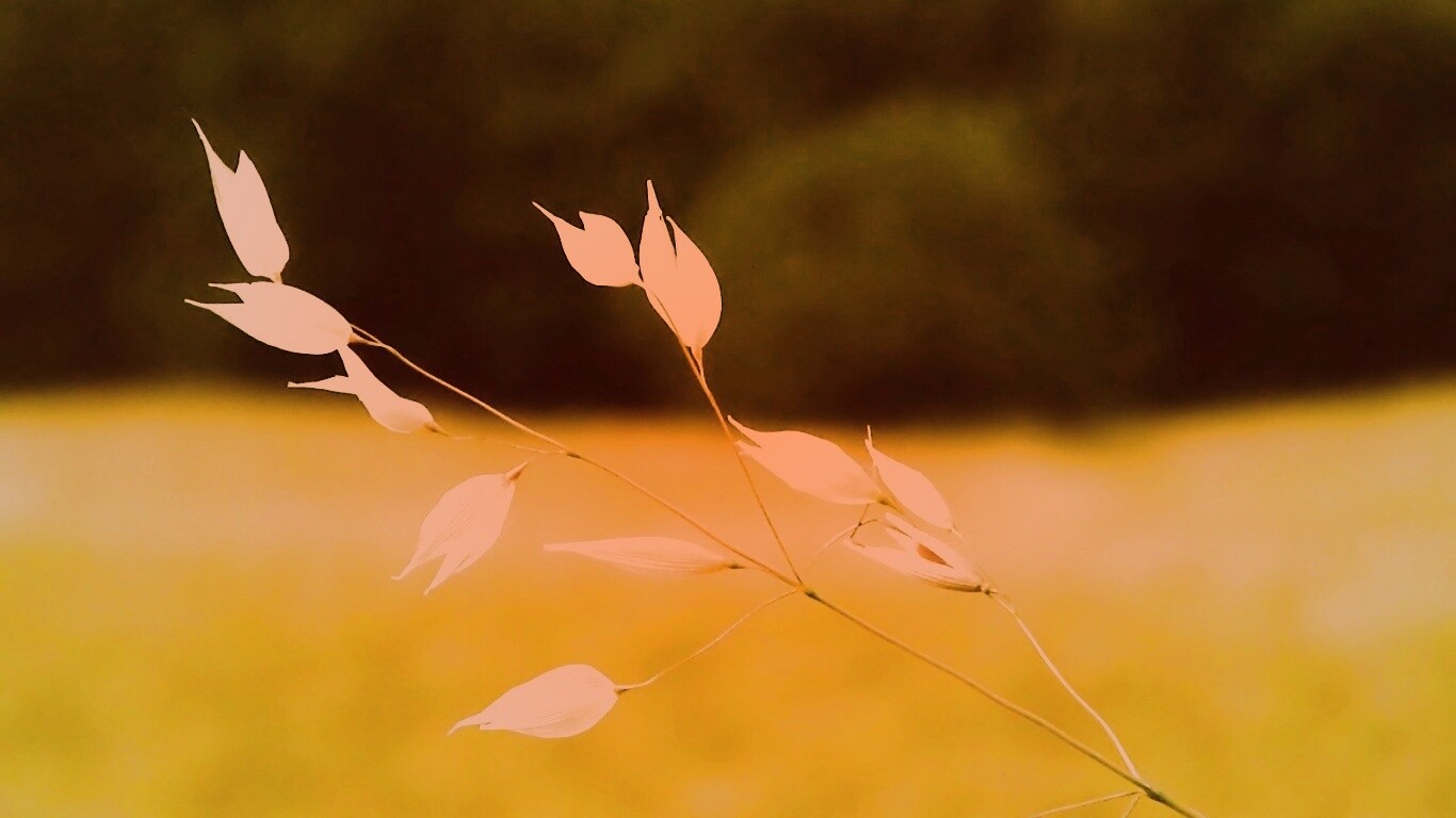 Белые полевые цветочки обои