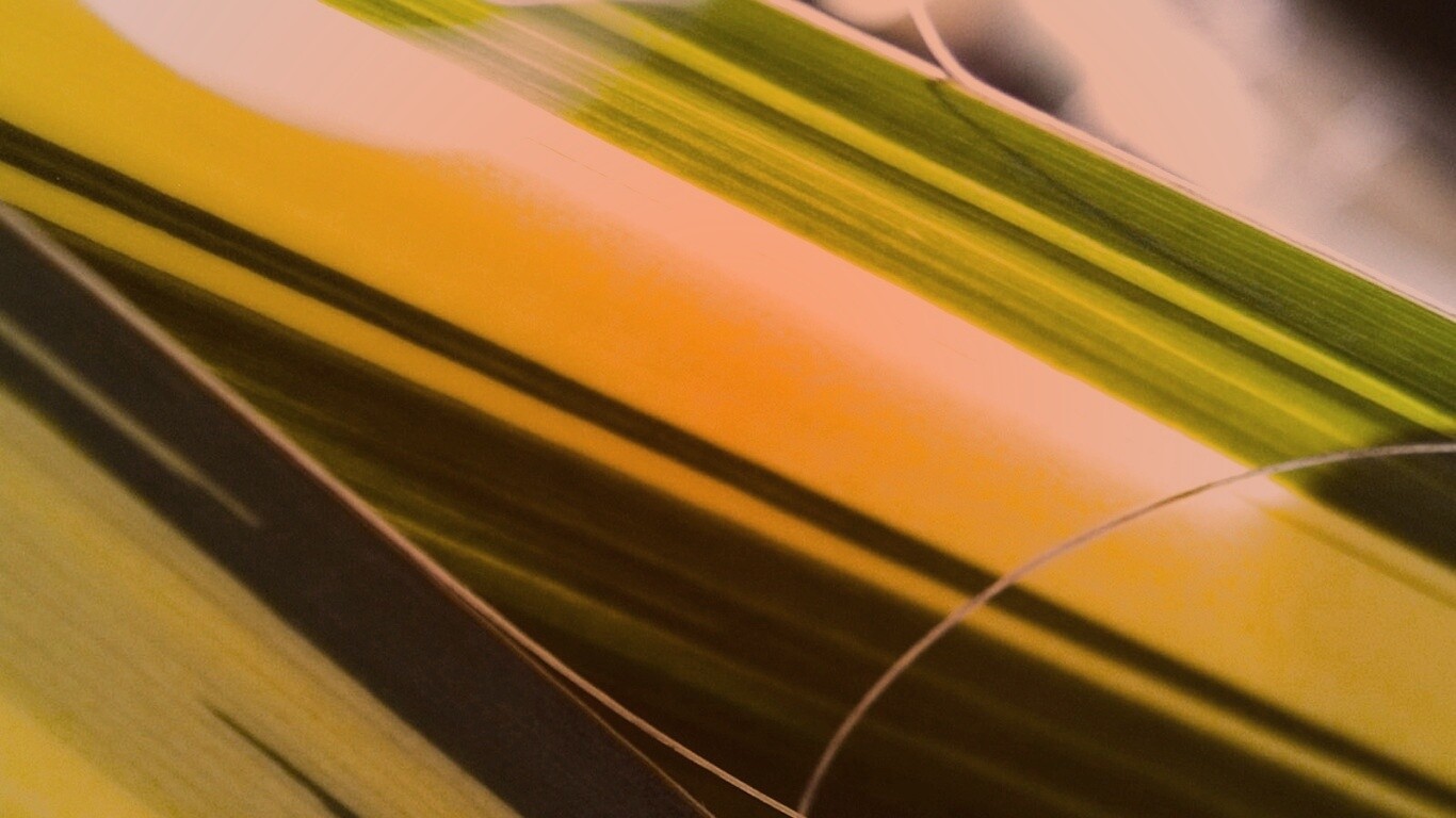 Желто-зеленые травинки обои