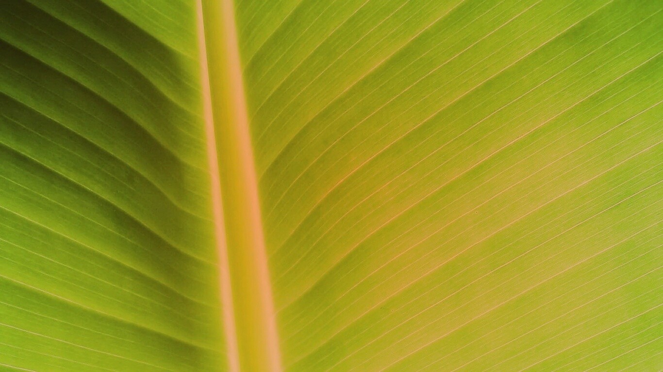 Желтый черенок листа обои