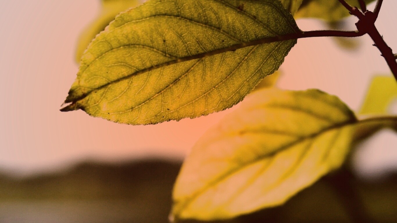 Три листа обои