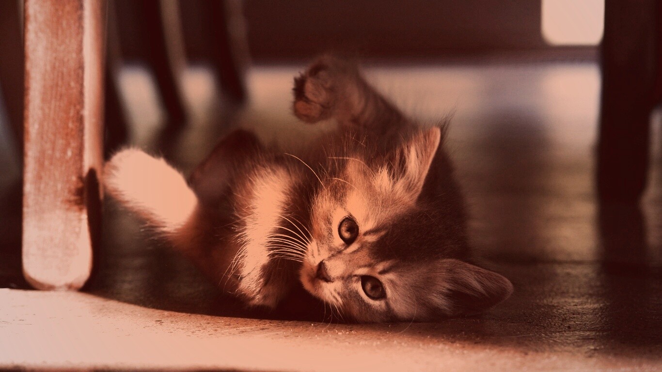 Котенок играет под стулом обои