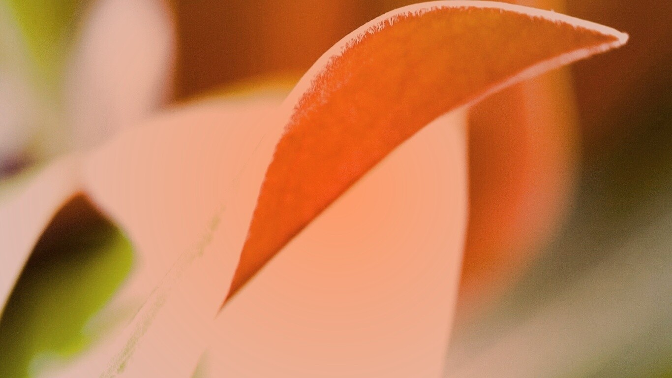 Обратаня сторона листа обои