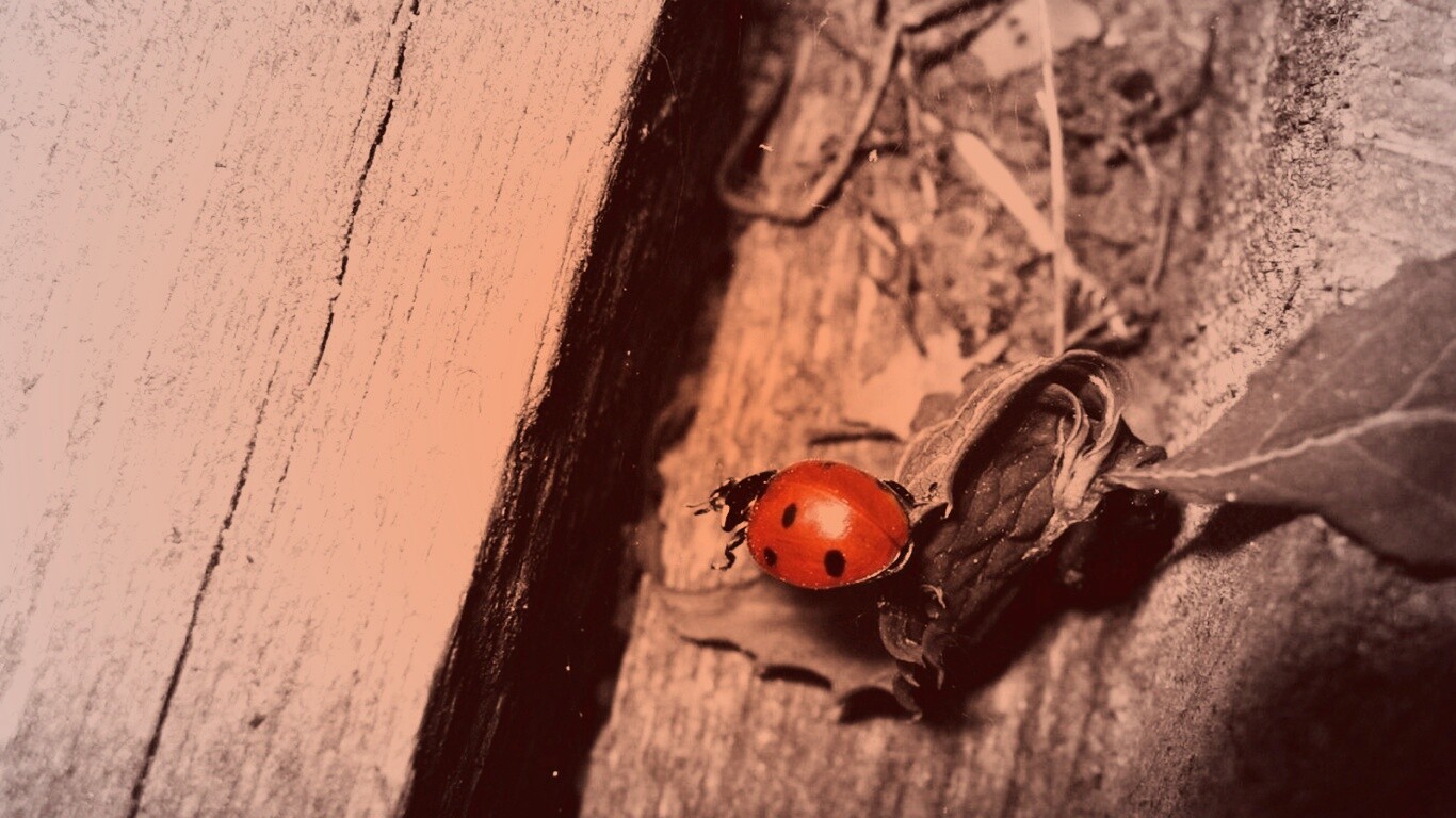 Божья коровка обои
