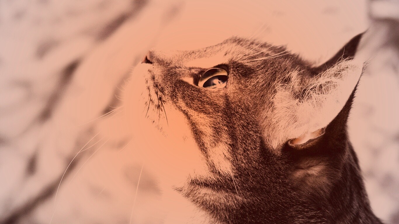 Котик смотрит верх обои