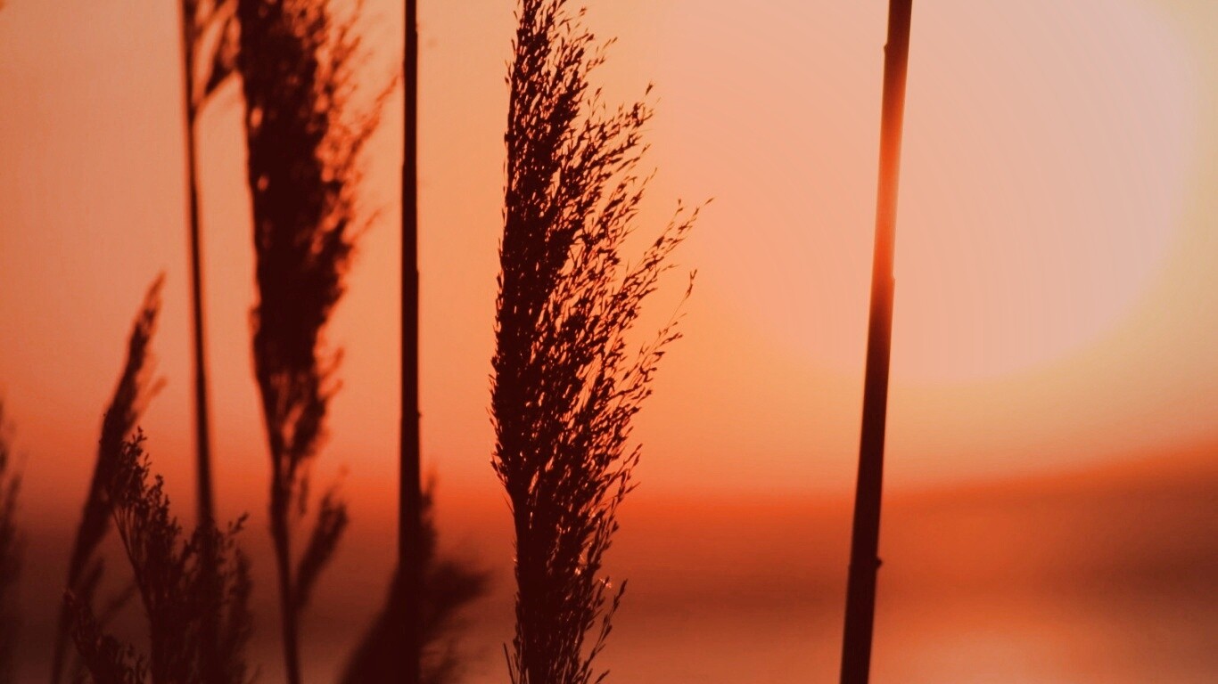 Травинка на закате обои