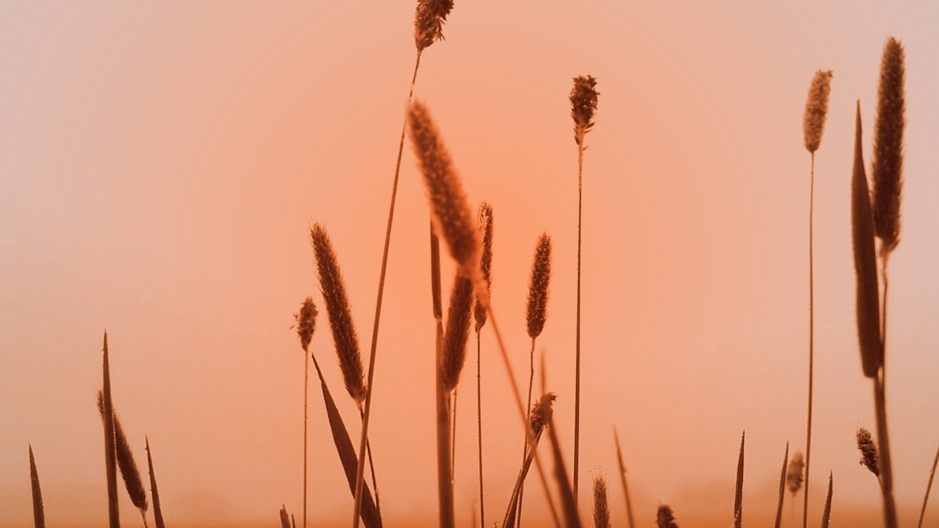 Травинки на фоне золотого неба обои