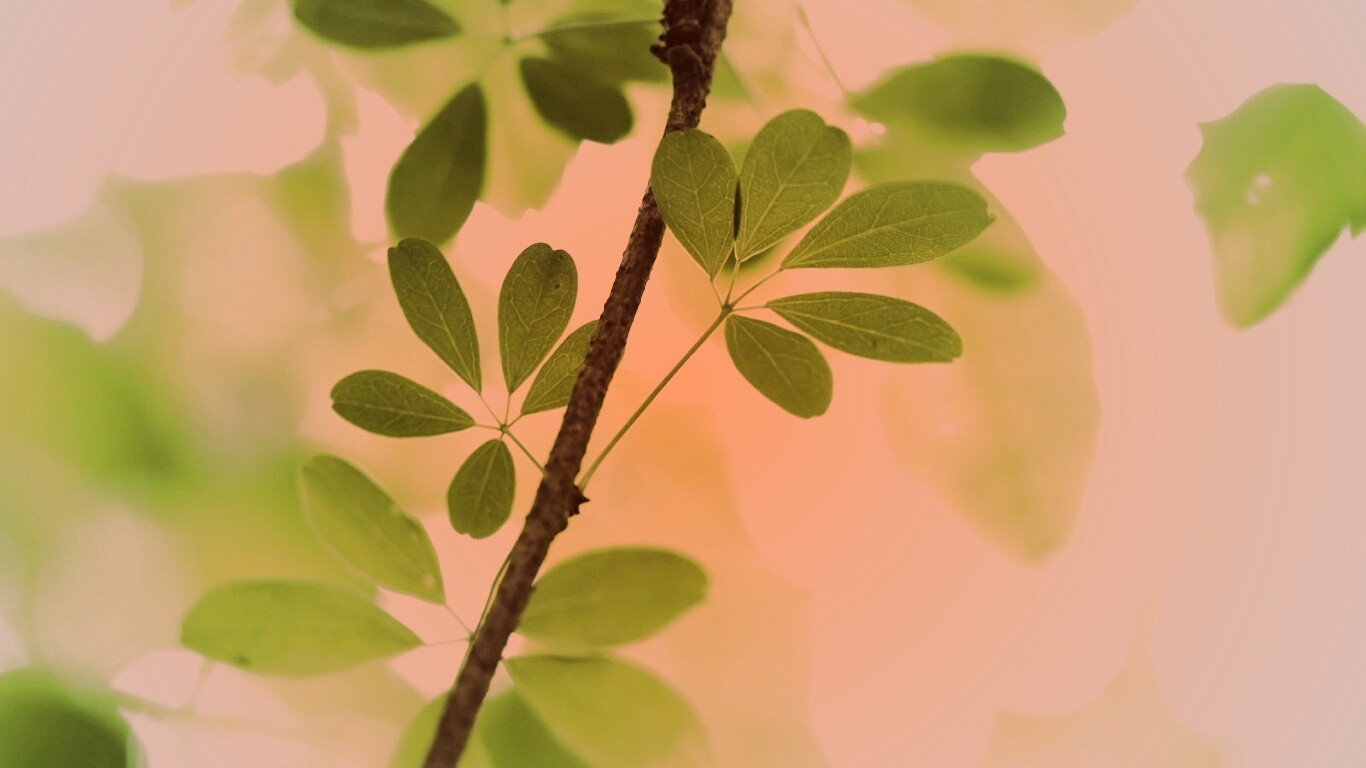 Листики на ветке обои