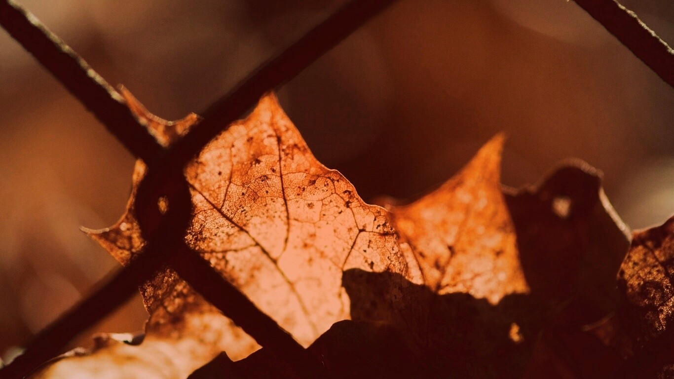 Осенний лист на забором обои