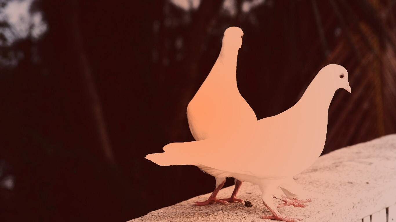 Два белых голубя обои