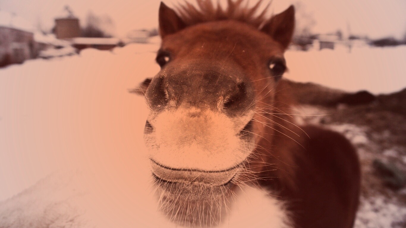 Морда пони обои