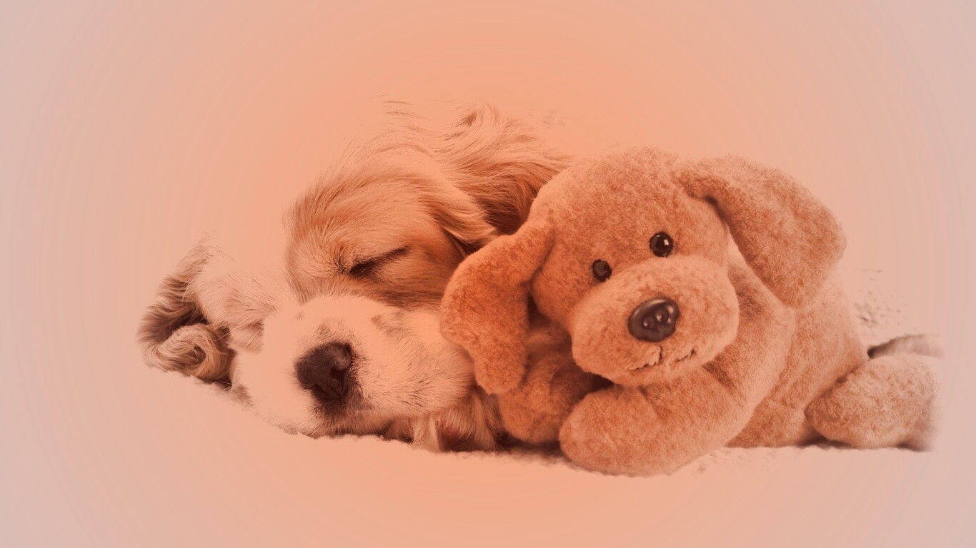 Собака спит с игрушкой обои