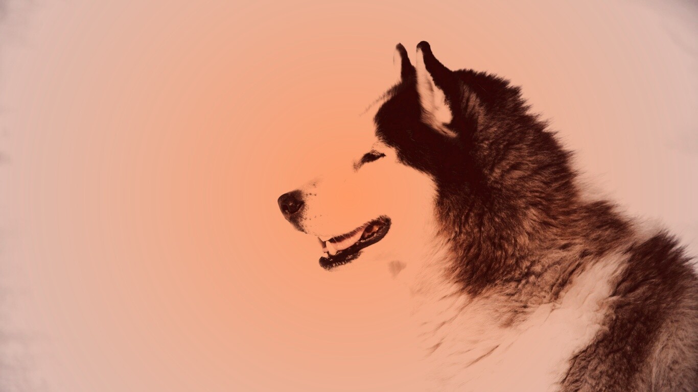 Хаска улыбается обои