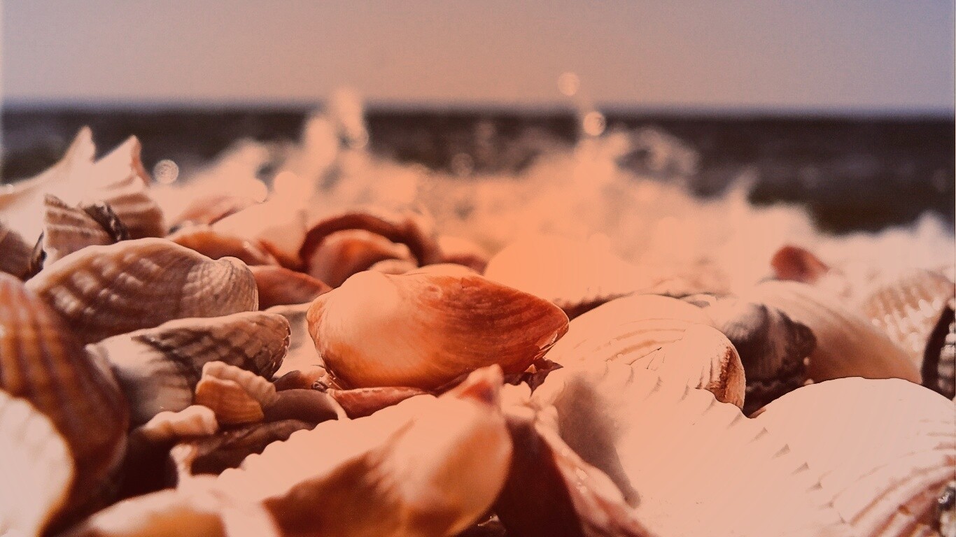 Морские ракушки обои