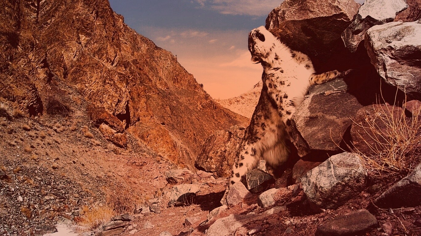 Барс чешется о камни обои