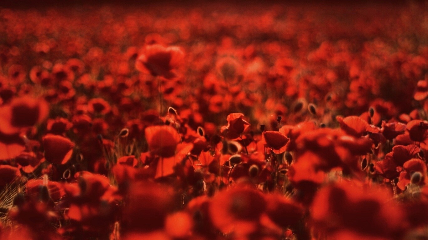 Маки в полях обои
