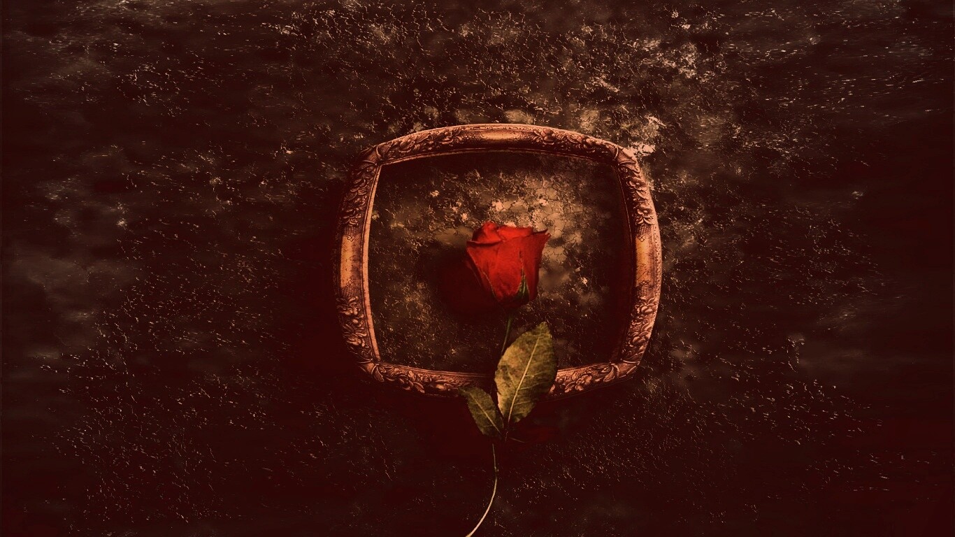 Роза на картинной раме обои