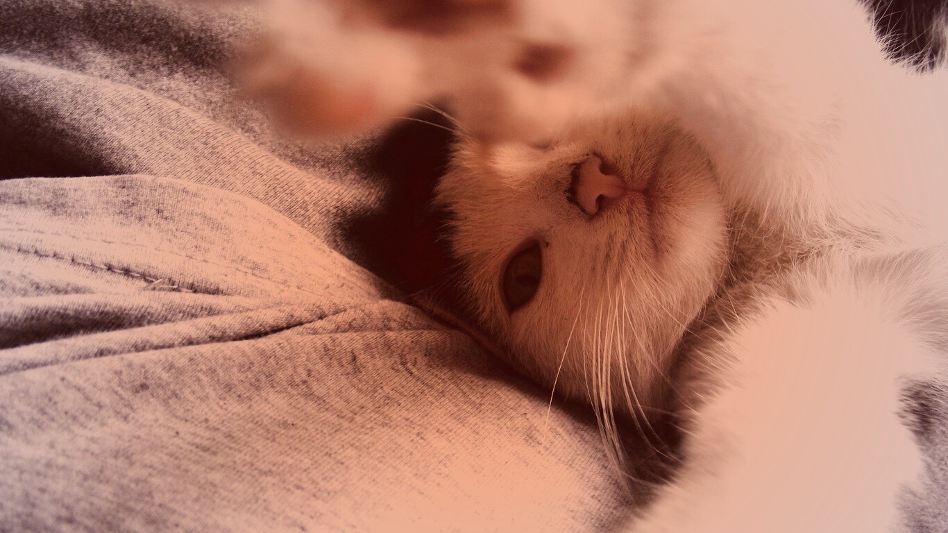 Кот фоткает сам себя обои