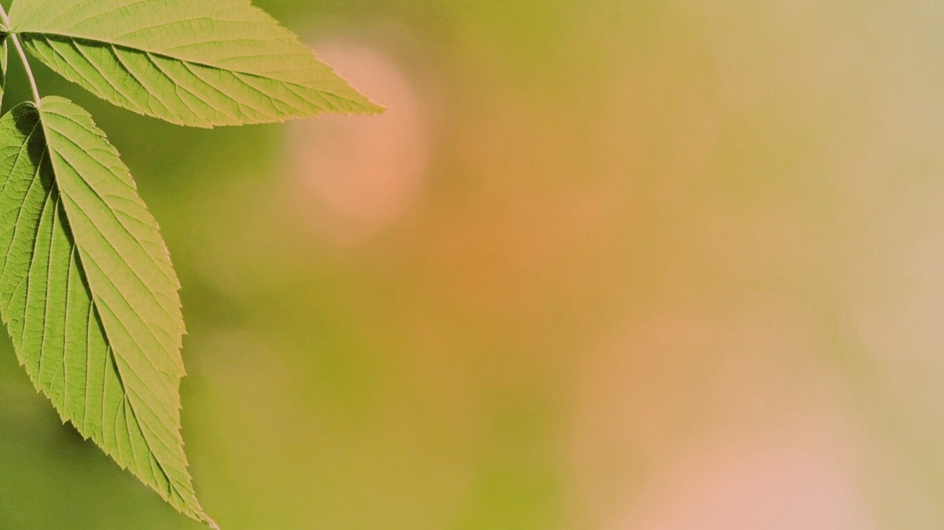 Два листа обои