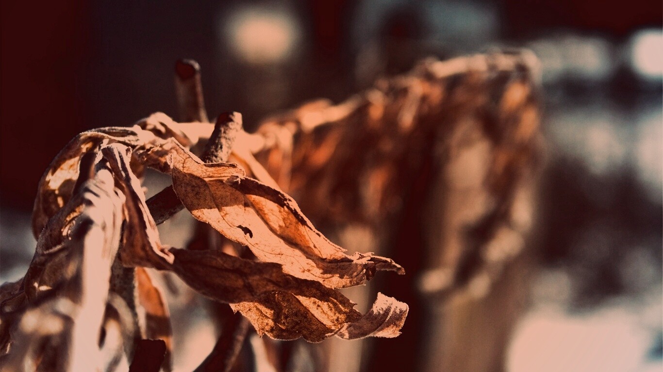 Сухие листья на железном заборе обои