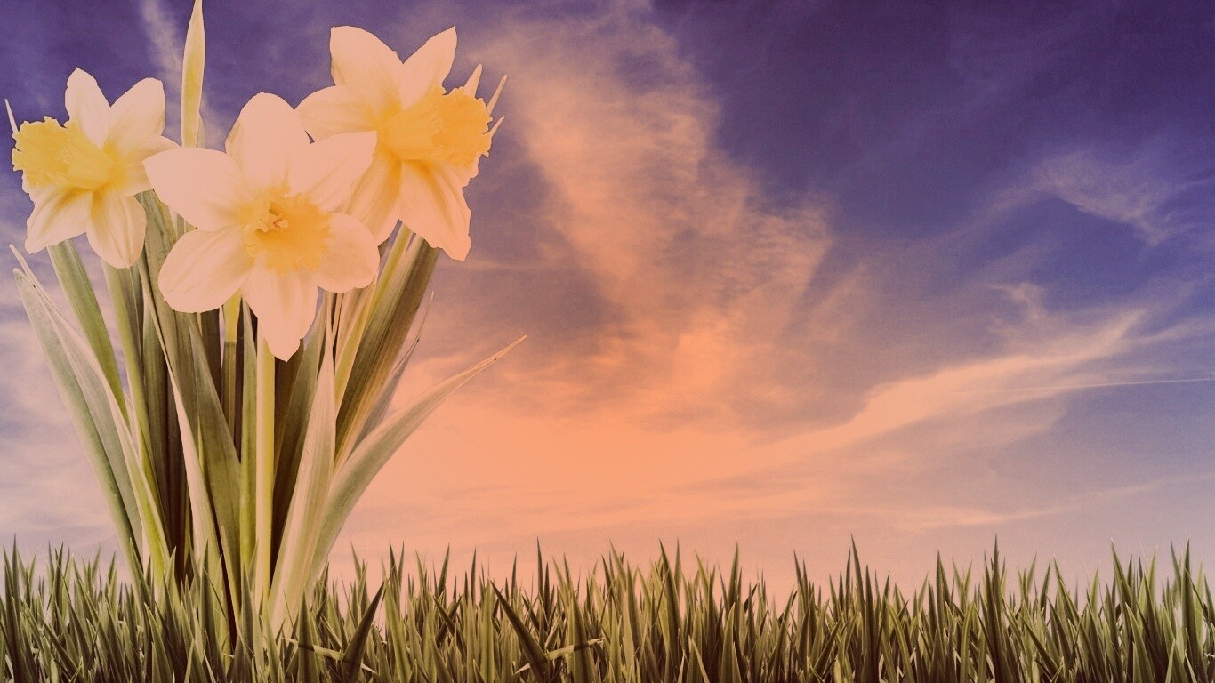 Букет цветов в траве обои