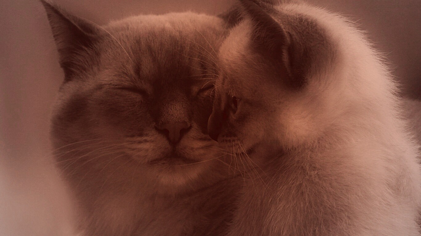 Кошка с котенком обои