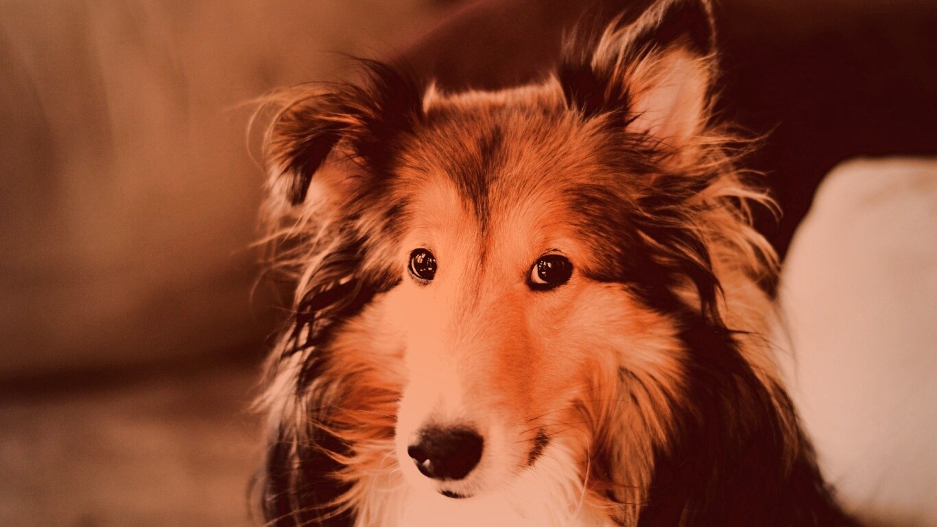 Колли с умными глазами обои