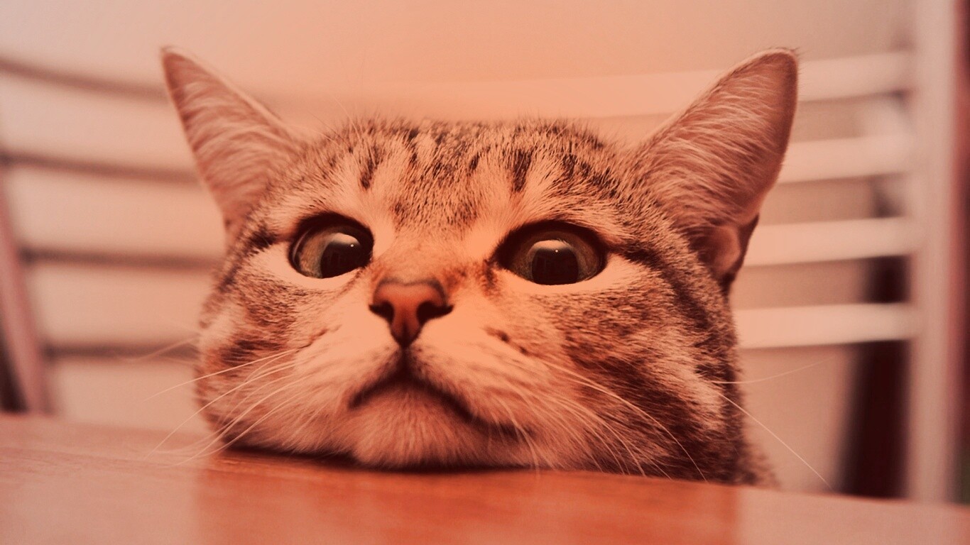 Любопытный котейка обои