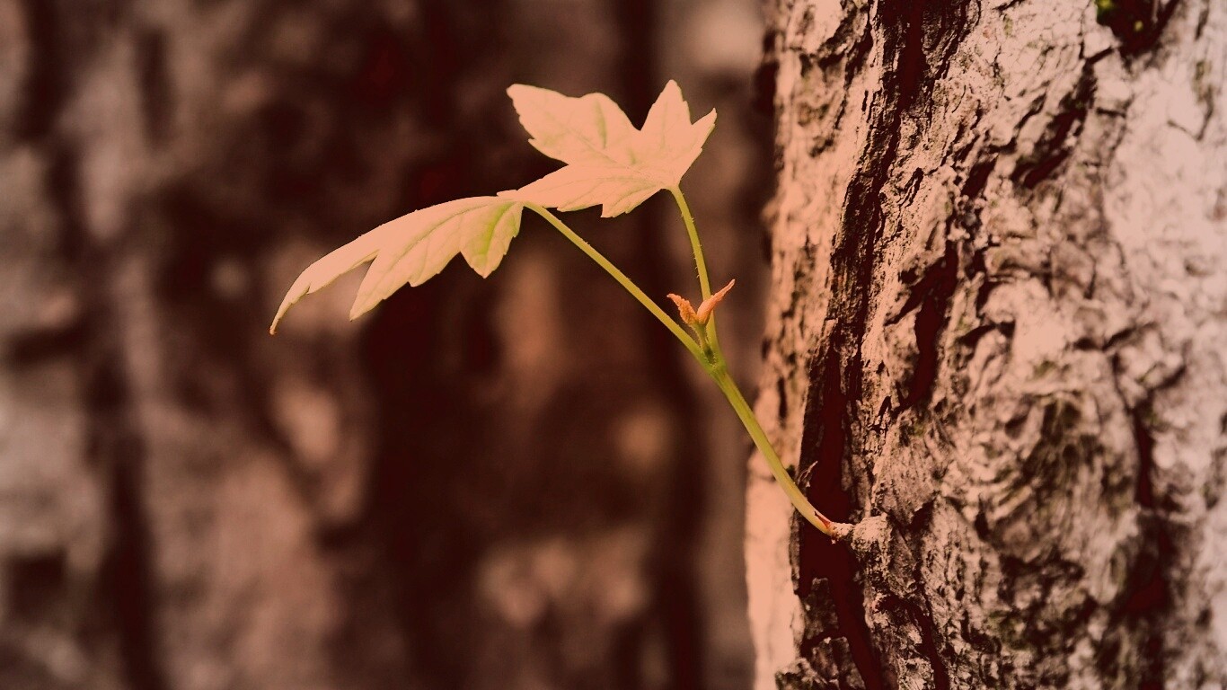 Молодой листик обои