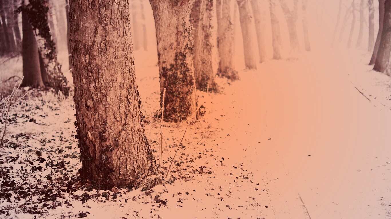 Дорога в зимнем лесу обои