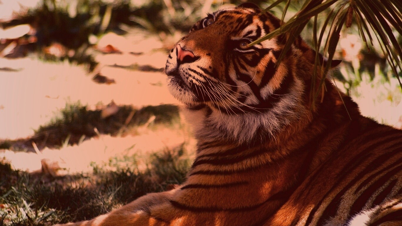 Отдыхающий в теньке хищник обои