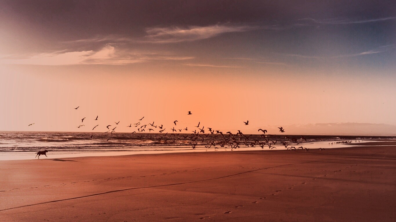 Стая птиц на пляже обои