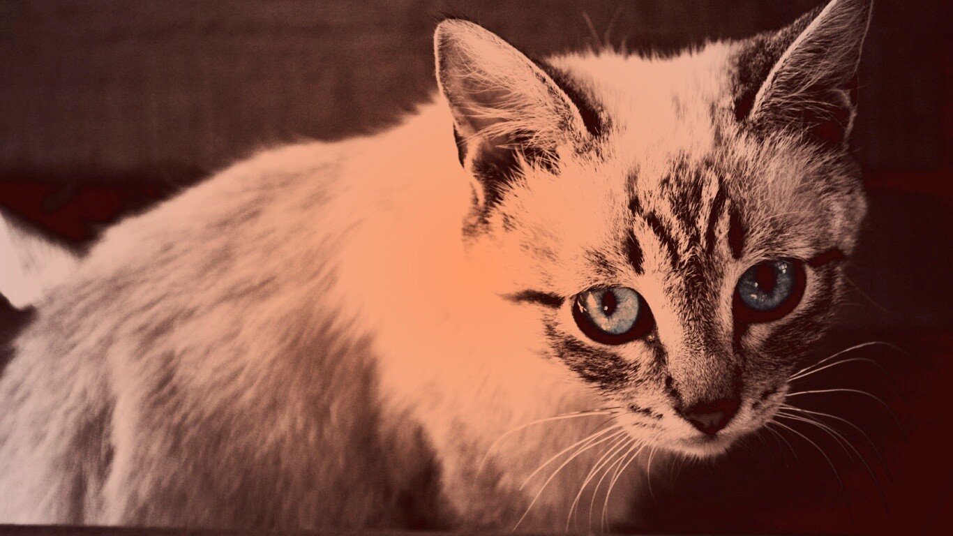 Котенок с синими глазами обои