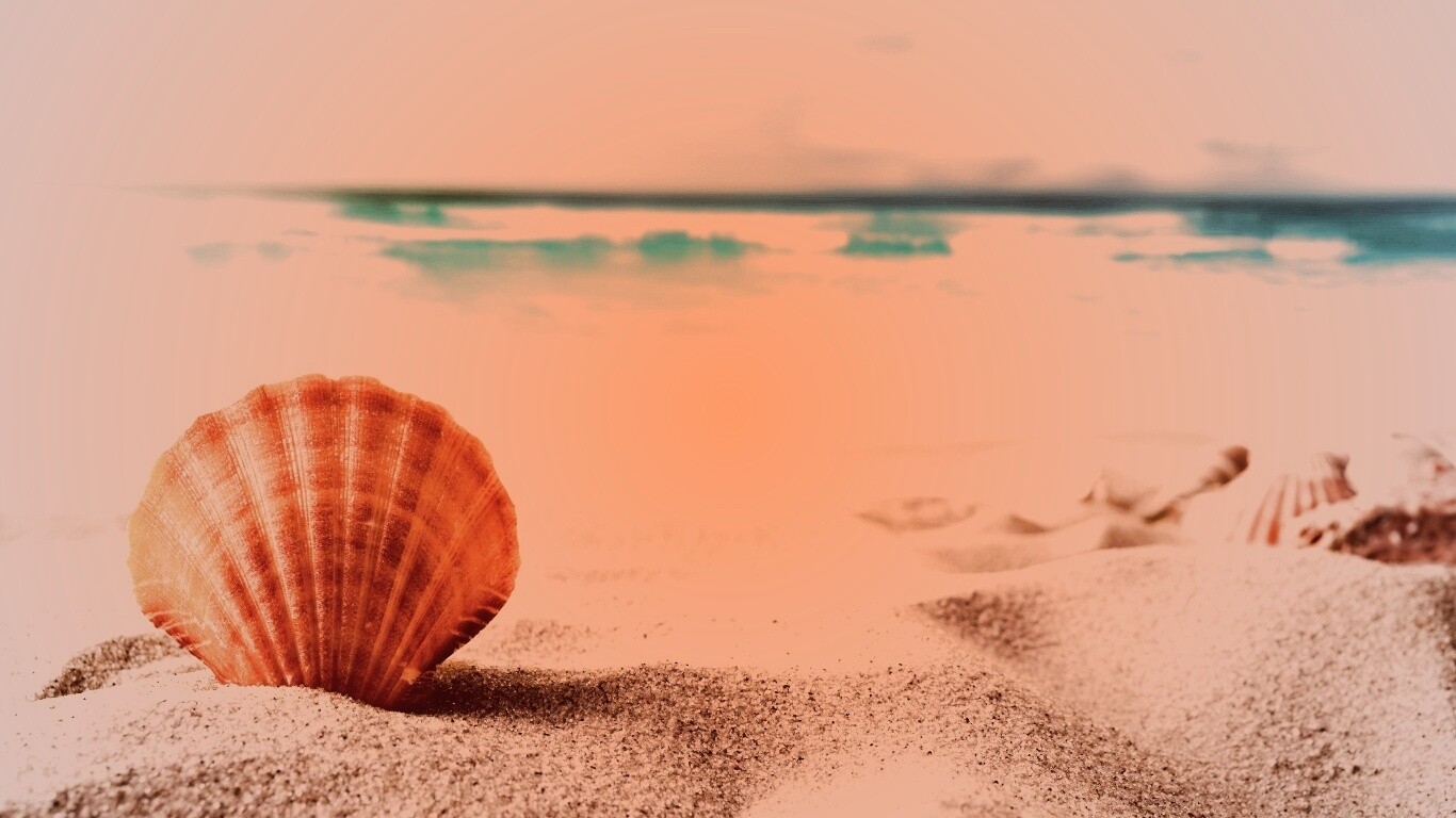 Раковина на летнем бережке обои