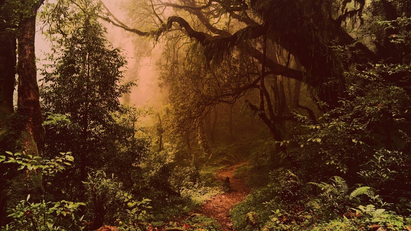 Зеленый лес обои